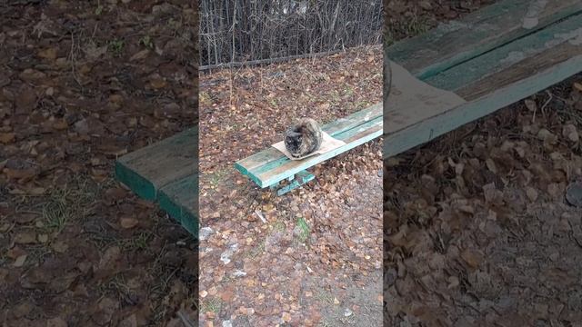 Декабрьская встреча с пестрой красоткой