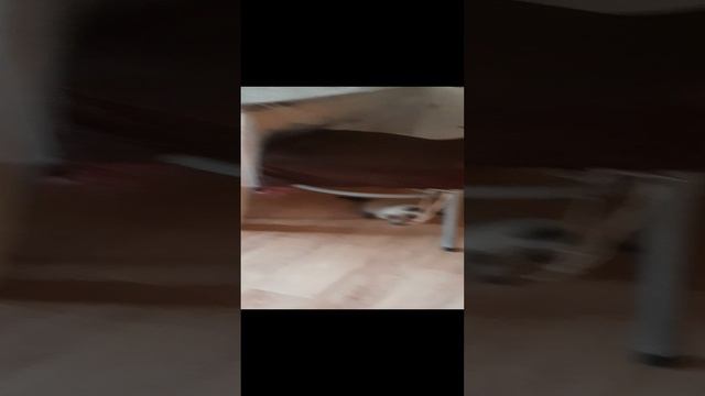 у меня появился котёнок😝😝