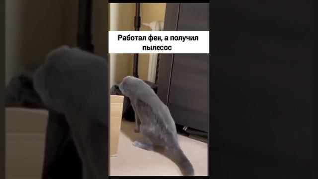 Мы в ВК https://vk.com/life_of_cats