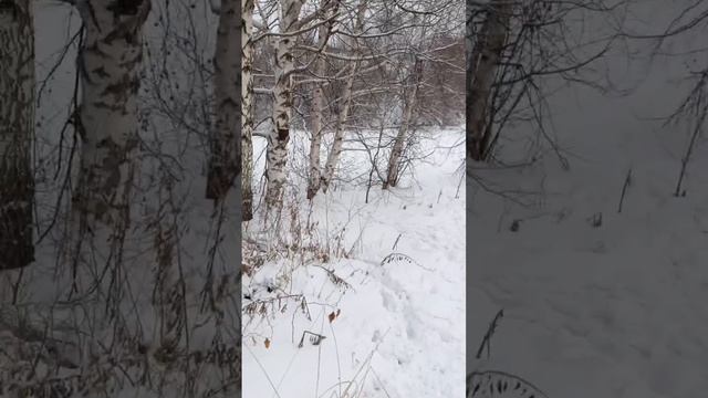 прогулка