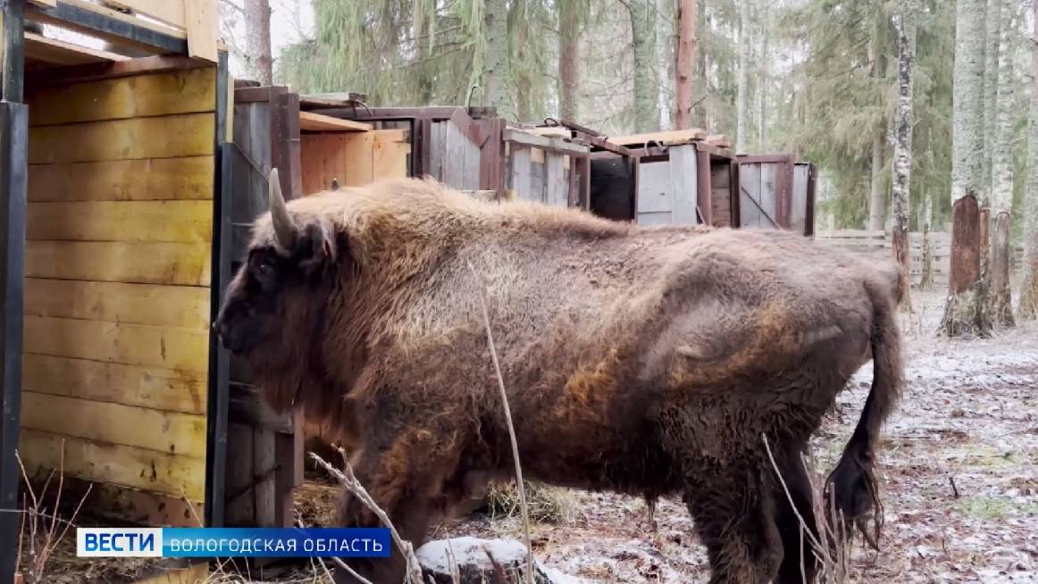 Молодых зубров из московского заповедника привезли в Усть-Кубинский округ