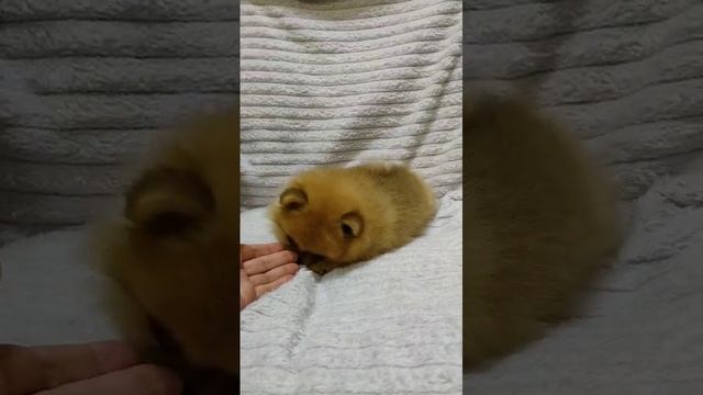 Померанский Шпиц медвежьего типа