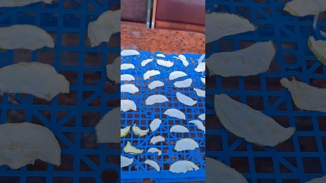 ЧТО  КРУЧЕ  ОВОЩЕСУШИЛКА ИЛИ СОЛНЫШКО)))  🌞 🌞 🌞 . СУШИМ КАБАЧКИ НА ЗИМУ!!! #деревня #огород #кабачк