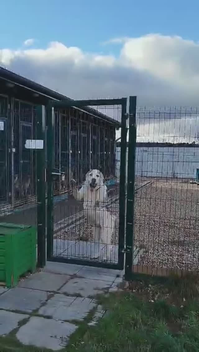 Алабай Овсянка