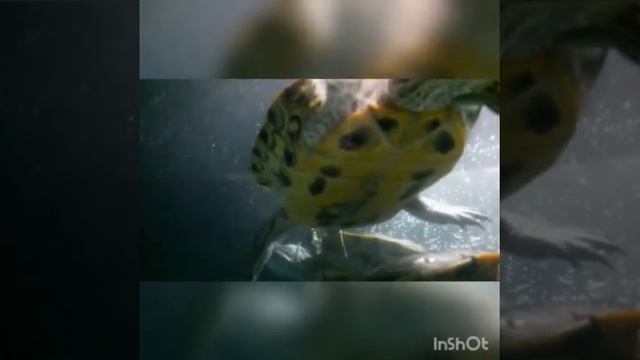 Красноухие водяные черепахи
