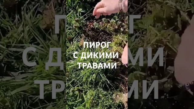 Пирог с дикими травами/Лесная кухня #рецепты #сад #растения #киш