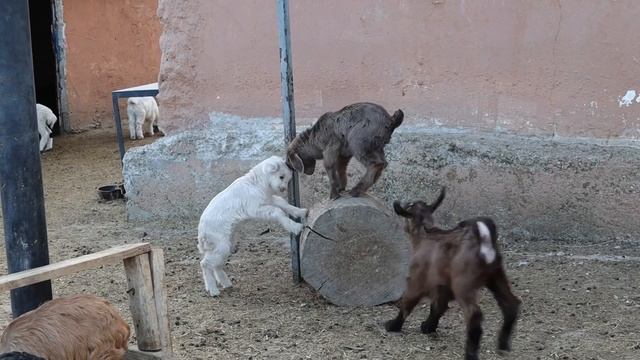 19177219-hd_1920_1080_25fps