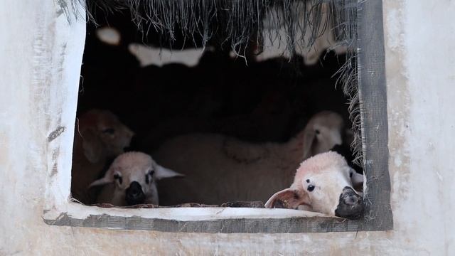 19167653-hd_1920_1080_25fps