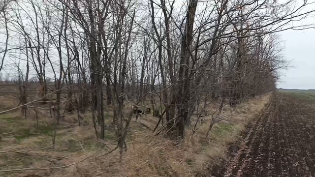 15 заяц без выстрела