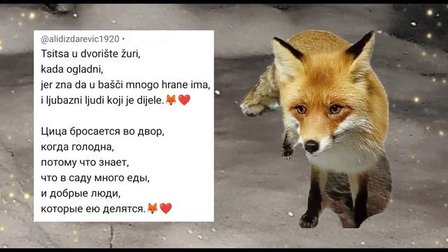 (893) Лиса приходит в гости. Декабрь 2024