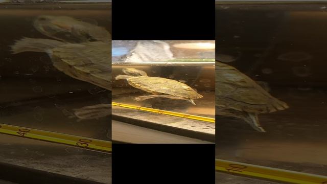 VID_20241203_210812.mp4