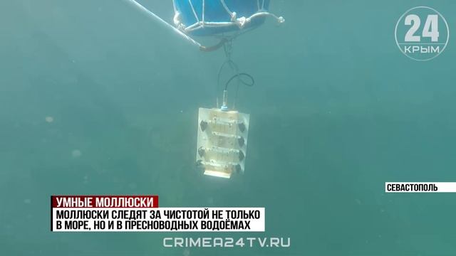Учёные из Севастополя разработали систему мониторинга качества воды в реках и озёрах с помощью мидий