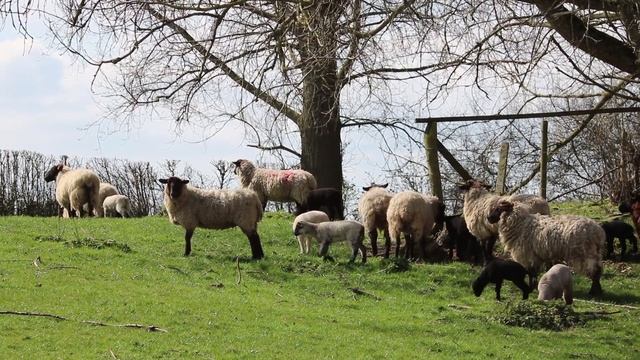 854927-hd_1920_1080_30fps