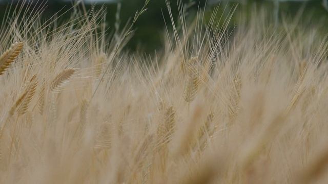 12144806-hd_1920_1080_30fps