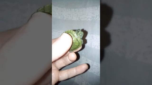 УХОД И СОДЕРЖАНИЕ КРАСНОУХОЙ ЧЕРЕПАХИ. КОНСУЛЬТАЦИИ БЕСПЛАТНО http://krasnoyhaya.at.ua/