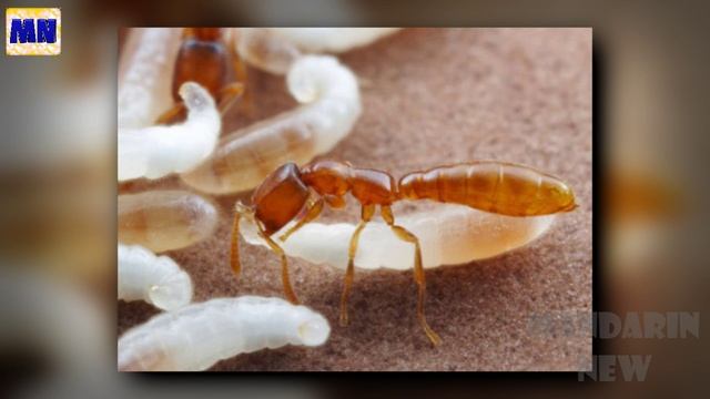 10 самых жестоких матерей в мире животных