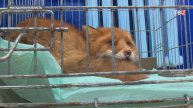 В Магадане волонтеры выхаживают потерявшую лапы лисицу / События на ТВЦ
