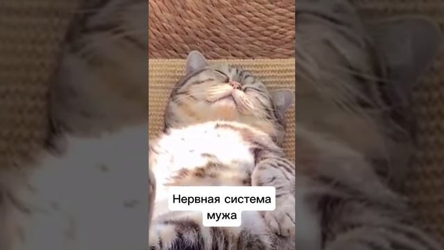 Нервная система