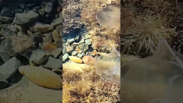Черноморские медузы.