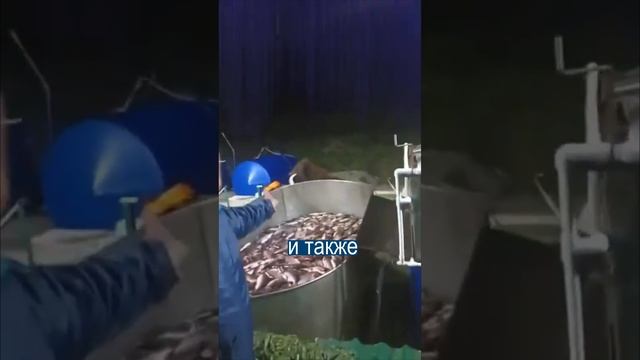 Вежливый медведь взять только одну рыбу и ушёл