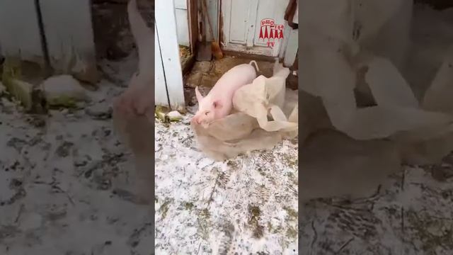поросёнок хулиган