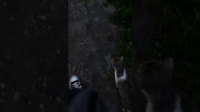 Котик❤️🩹