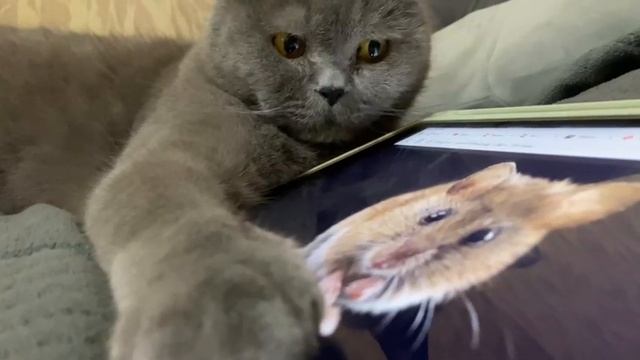 Мурчащий кот
