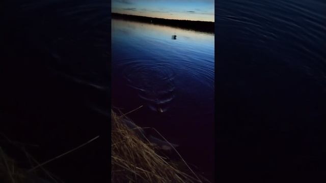 Рыбалка в белые ночи