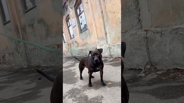 🐾✨ Найдите своего верного друга в лице Аси! ✨🐾 (Ульяновск, Тел: 89510957899, Наталья)