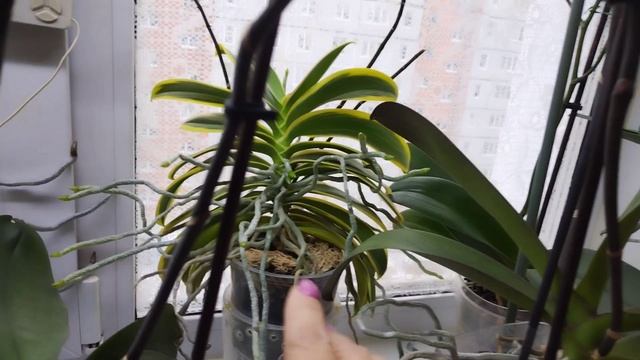 Обзор орхидей на подоконнике. Капризная Stuartiana Pico Ship.