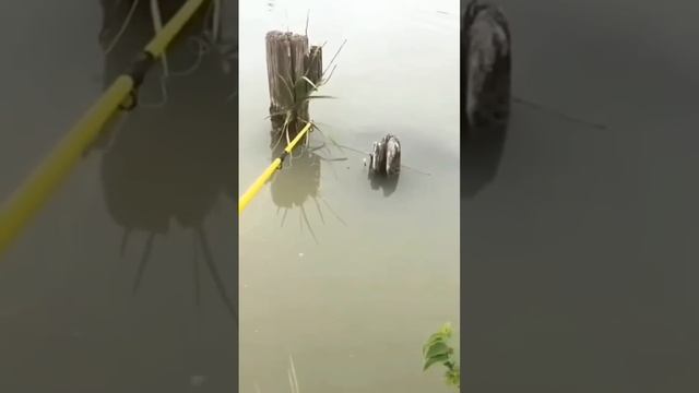 Карасик на поплавок в корягах
Уже успели заскучать по лету?