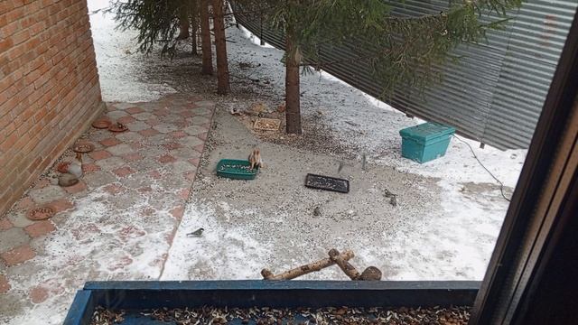 белки бегут на обед