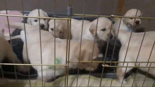 Помёт А_03.12.24