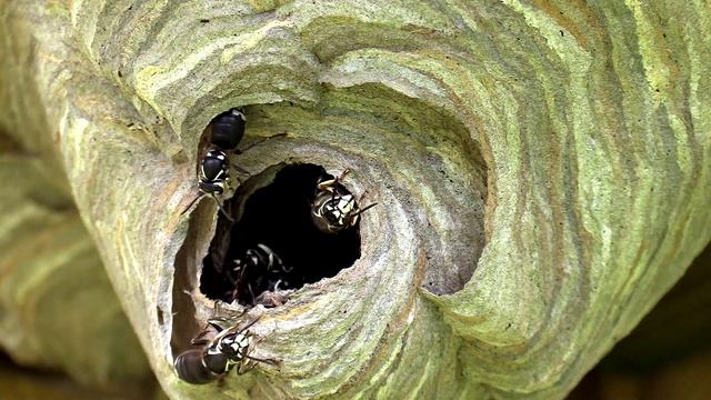 Hornets Building Nest Yellow Jackets Wasp Nest Removal
