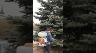 Обработка дерева от вредителей (компания "ПоливЛандшафтПроект", Калуга)