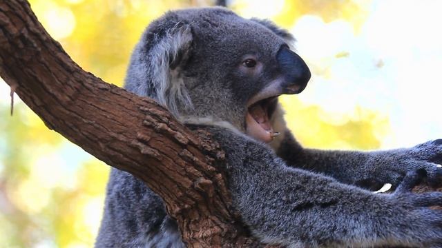 11 Rare and Unusual Australian Animals You Won't Believe Actually Exist!!