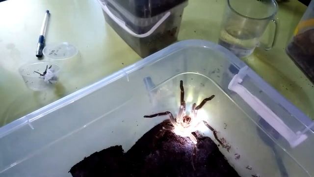 hysteriocrates gigas в ярости , стридуляция