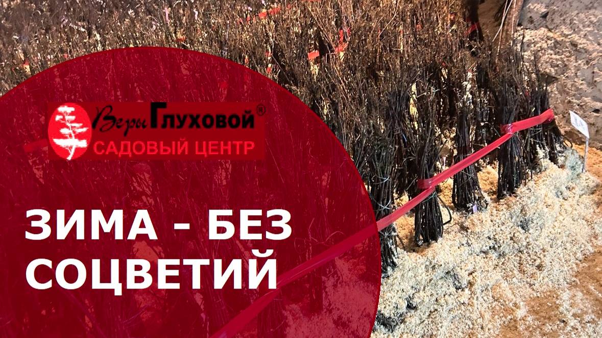 ЗАЧЕМ МЫ УБИРАЕМ СОЦВЕТИЯ?