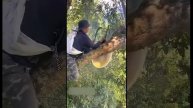 Сбор дикого мёда в Таиланде с помощью окуривания