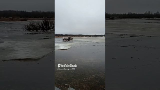 Трясогузка появилась на наших берегах