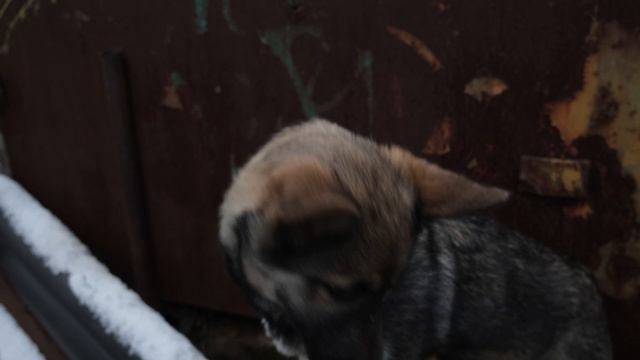 Щелковское телевидение помогло обрести собаке дом