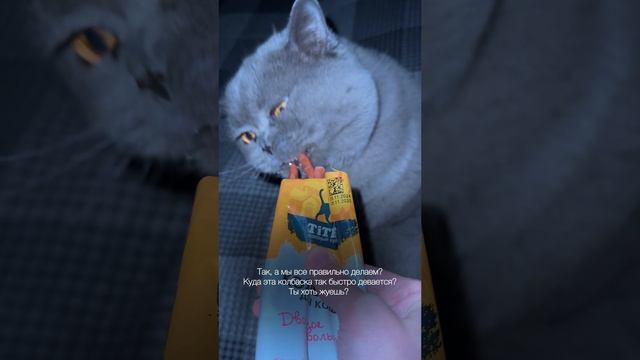 Чего ждать? Начала делать новогодние подарки коту уже сейчас #catsnewyear