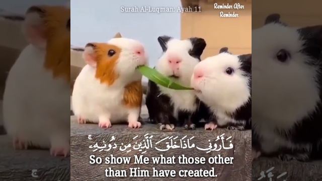 This is the creation of Allah,Surah Luqman Ayah 11
