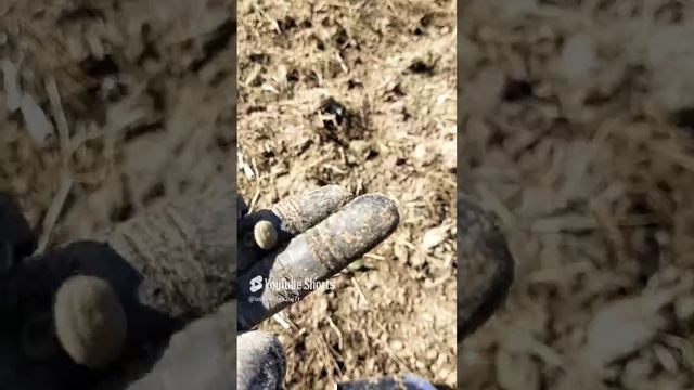 Копаю вдоль речки.