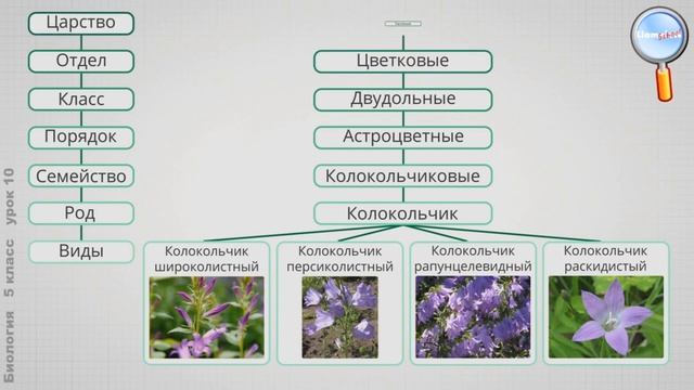 Теория: 2. Классификация живых организмов