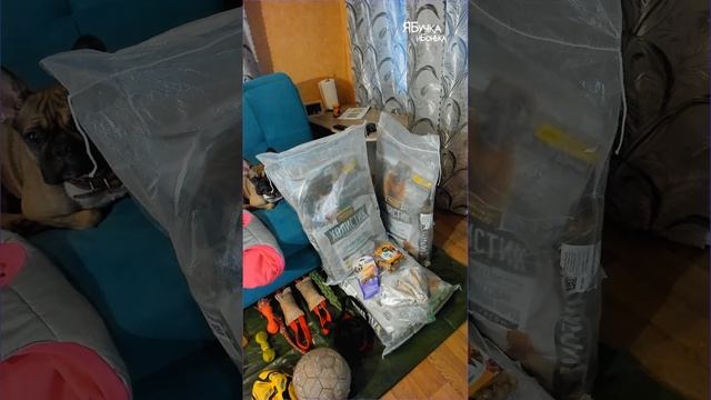 У моих собак вещей больше чем у меня! А как у вас дела?