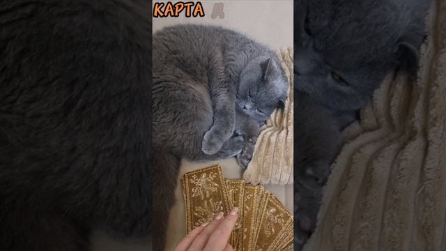 5 декабря КАРТА ДНЯ,Гадаю оелайн,магия помощь.#5декабрякартадня #гадаюонлайн #магия #таро #