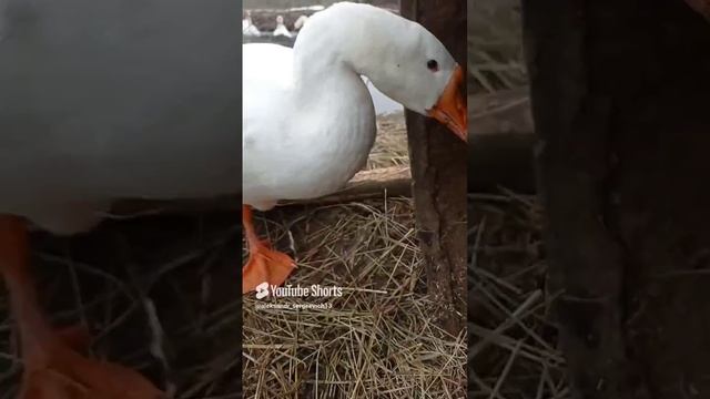 Гусь искал в бочке что-то