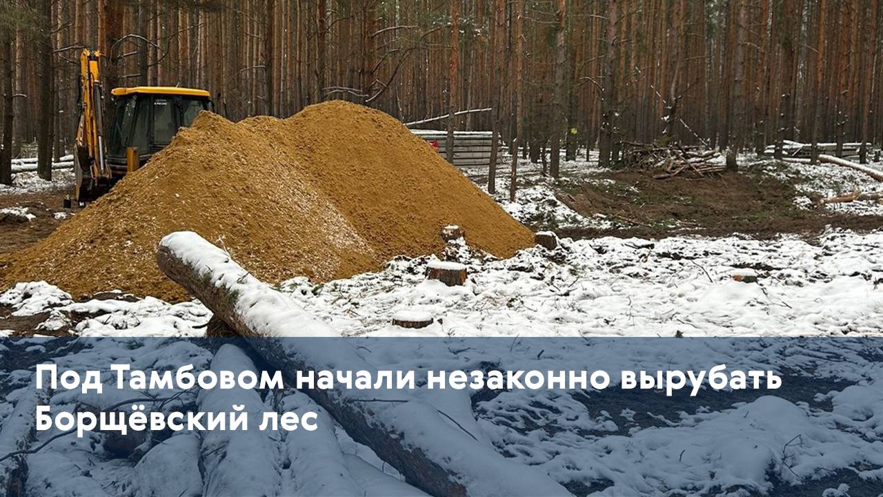 Под Тамбовом начали незаконно вырубать Борщёвский лес