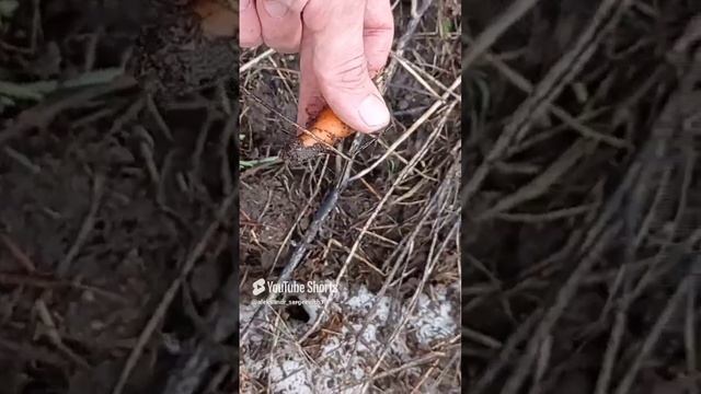 Собираю "озимую" морковь